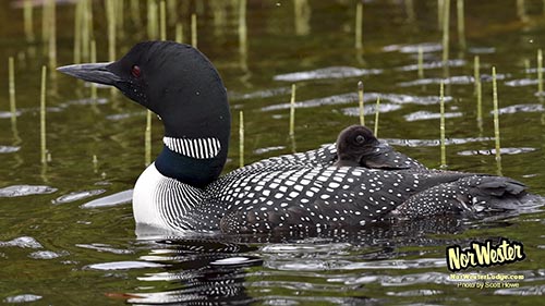 Loon and Passenger - NorWester Lodge - Wildlife on Gunflint Trail